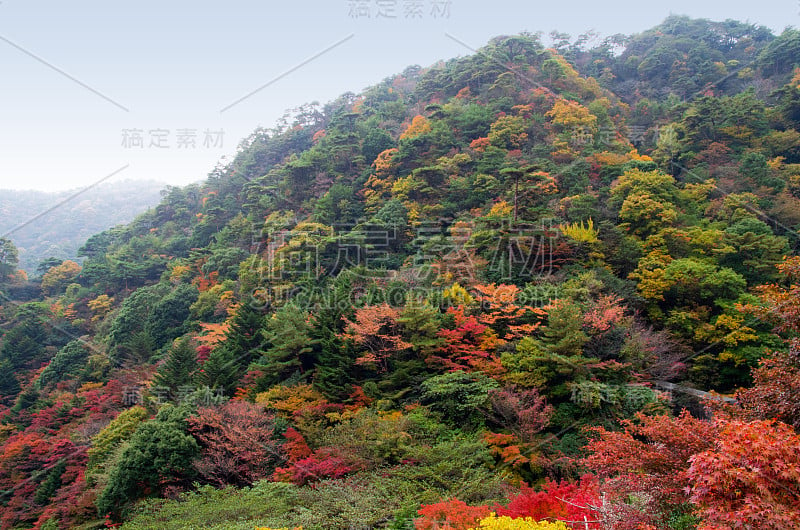 日本神户六枝山五彩缤纷的秋叶