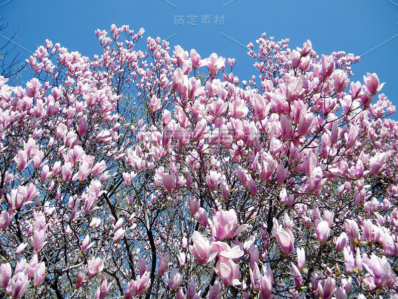 华盛顿木兰花2010年3月