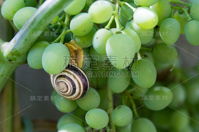 蜗牛在葡萄茎上，特写