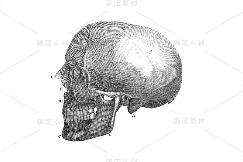 《大英百科全书》，第一卷，作者C.布雷克，1875年，爱丁堡