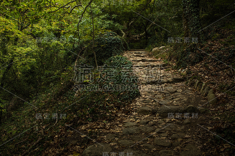 大气的绿色深森林，当地的风景景观，新鲜的空气环境铺设狭窄的小径，步行和长廊之间的树木和植物