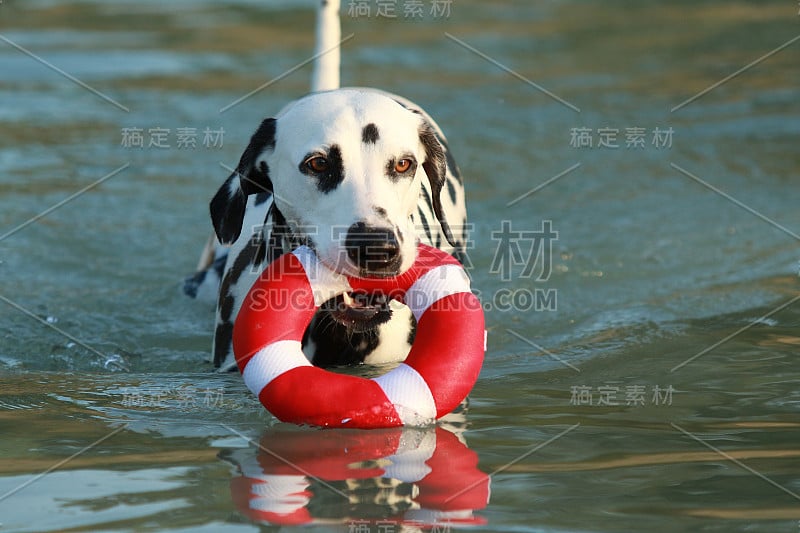 达尔马提亚狗在夏天玩水玩具