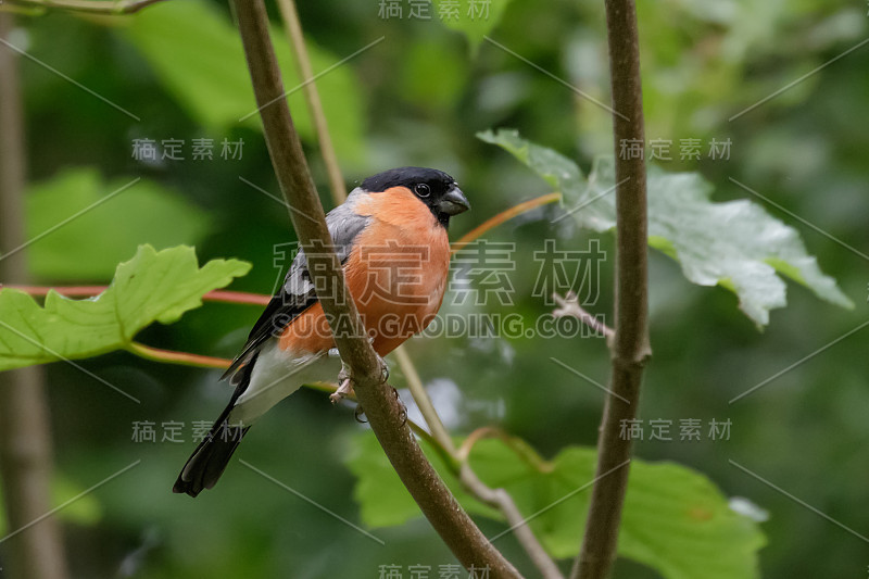 雄性牛雀（皮尔胡拉皮鲁拉）