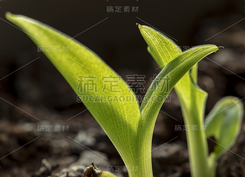 一个新鲜的年轻香蕉的特写侧视图。