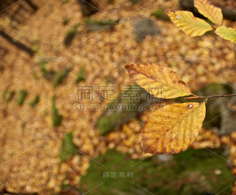 秋天的山毛榉林里有树叶