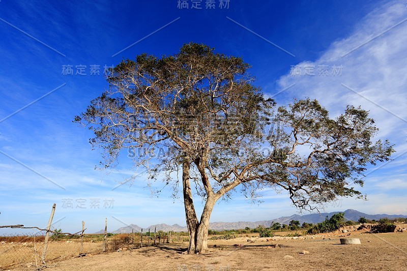 沙地上的树