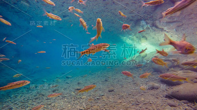 水下摄影鱼