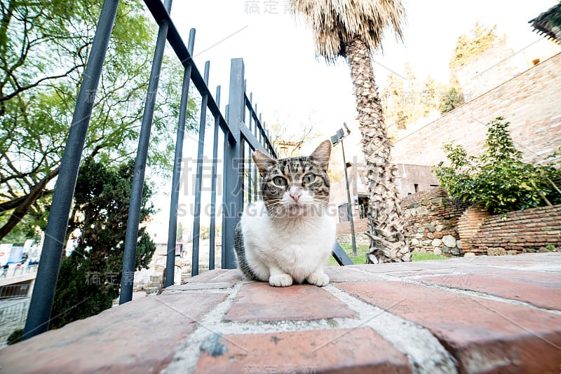 一只猫在近距离观察摄像机目标