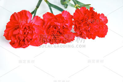 白色背景上三朵红色康乃馨。为文本留出空间。