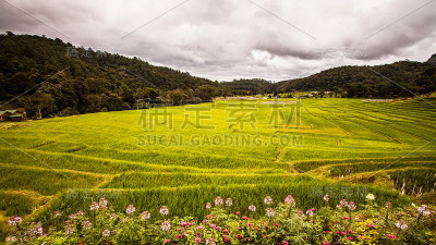 稻田是绿色的梯田。