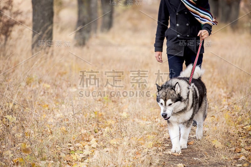 一个带着哈士奇狗散步的男人