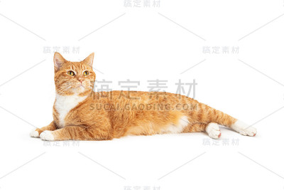 橙色虎斑猫仰头躺下