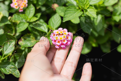 在花