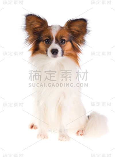 帕皮隆狗