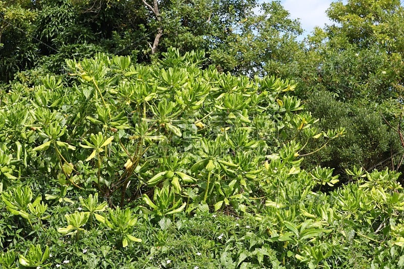 非洲，印度洋，Chamarel Mauritius