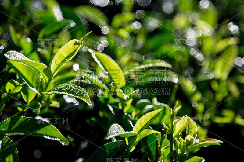 早上茶园里的绿茶。特写绿茶