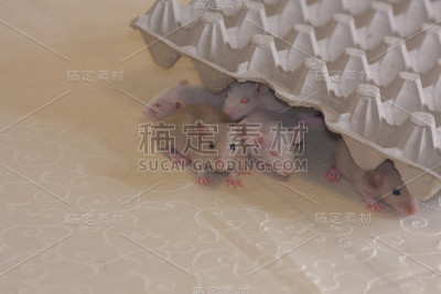 老鼠和鸡蛋包装