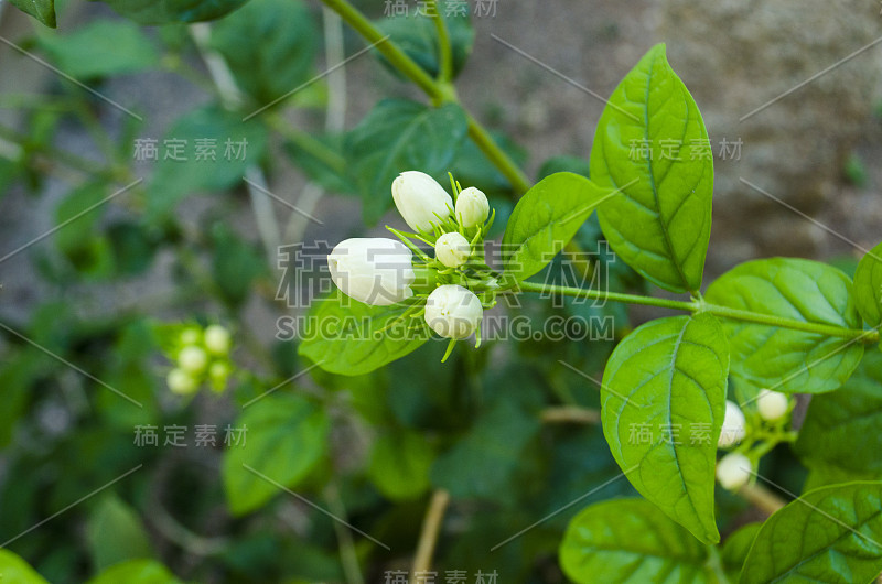 阿拉伯茉莉花，茉莉花茶花