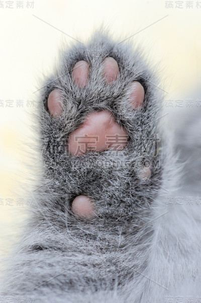 小猫爪子密切