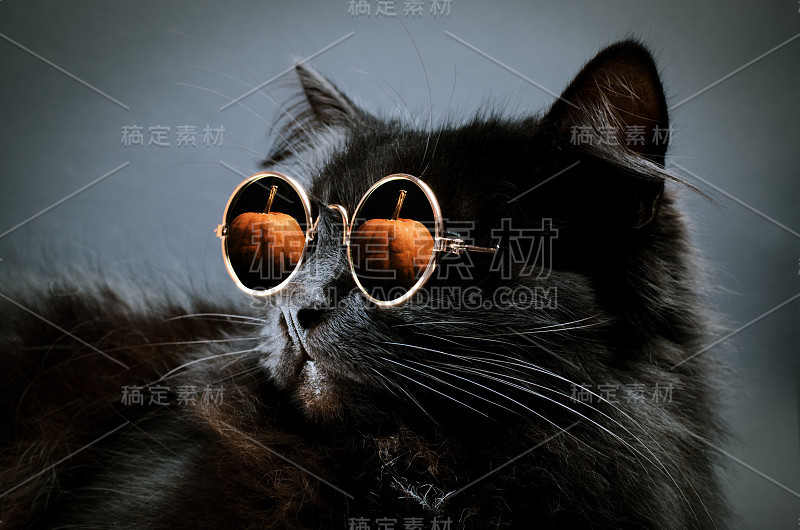 华丽的毛绒绒的黑猫的肖像，戴着月亮太阳镜与南瓜反射在它的黑暗。