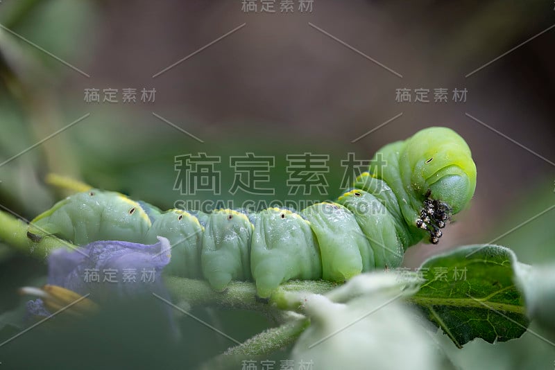 美丽毛虫的特写镜头。微距摄影的一个真正美丽的和在白色孤立的背景。