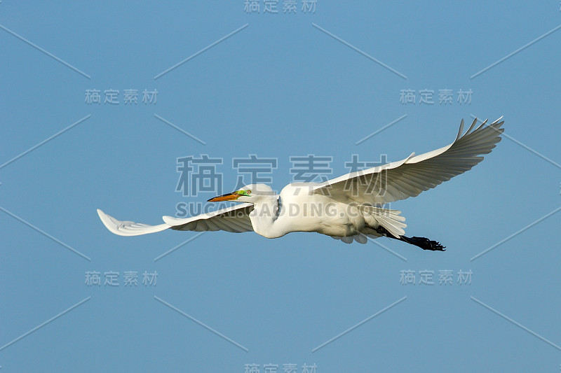 飞行中的大白鹭(Ardea alba)