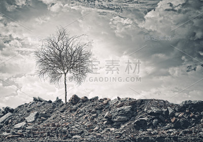 干树