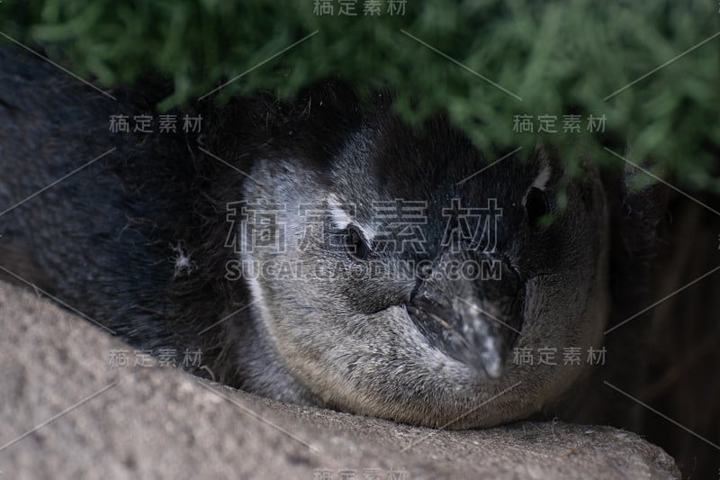 蠢企鹅的小鸡