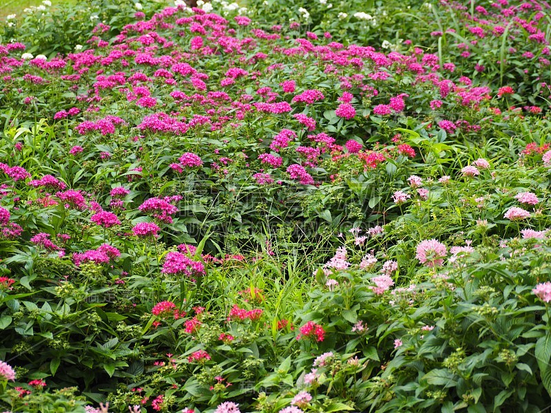 日本冲绳县夏季花园中盛开的杉木花