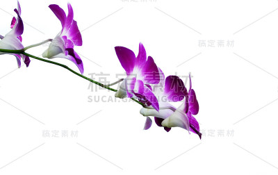 兰花