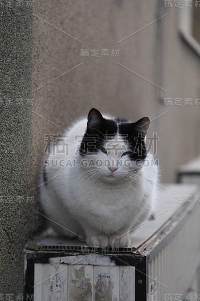 只流浪猫