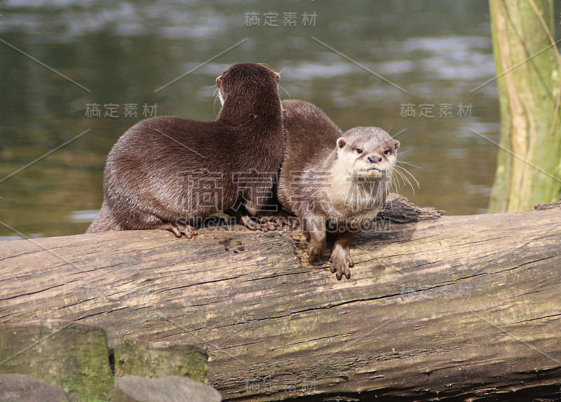 亚洲小爪水獭