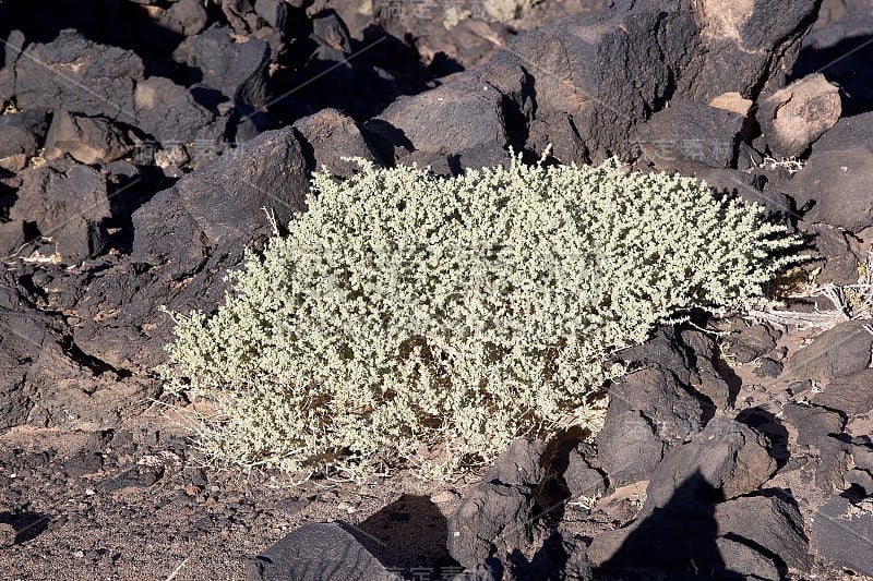 阿根廷阿塔卡马Puna de Atacama的Antofagasta de la Sioerra火山