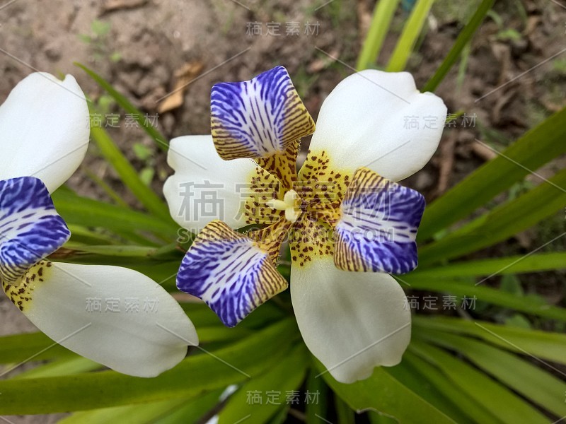 巴西新马利卡假丝酵母花在花园里