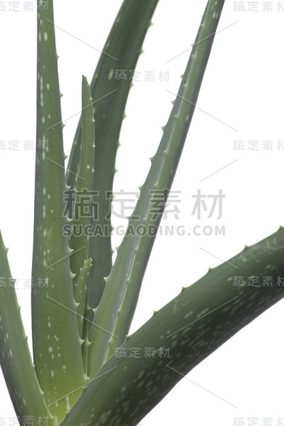 芦荟植物