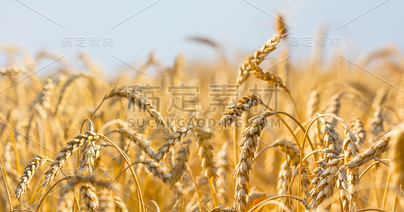 美丽的夏日麦田下的蓝天，农业的背景