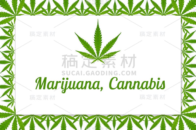 绿色的大麻叶子孤立在白色背景上