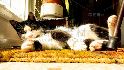 猫躺在