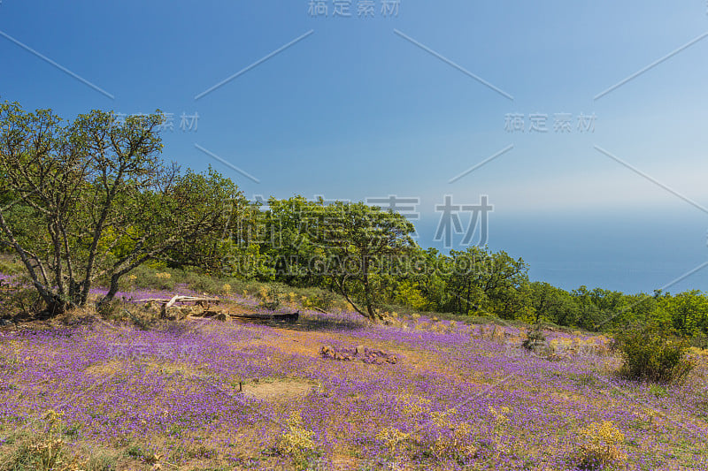 海湾沿岸绿色高原上的花朵