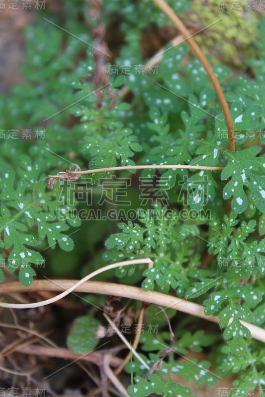 桉树菊花 - 约书亚树 NP - 021620 C