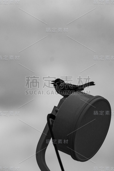 动物