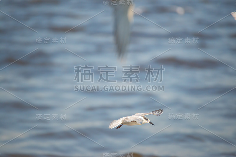海鸥