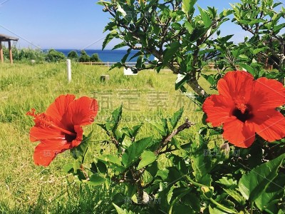芙蓉