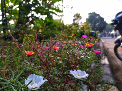 小花