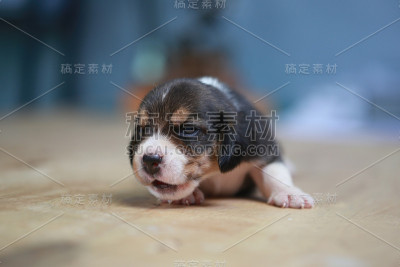 纯种的小猎犬正在睡觉和张望