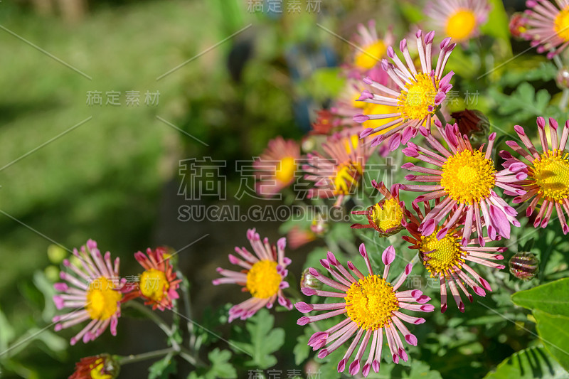 美丽的花背景在日本花园