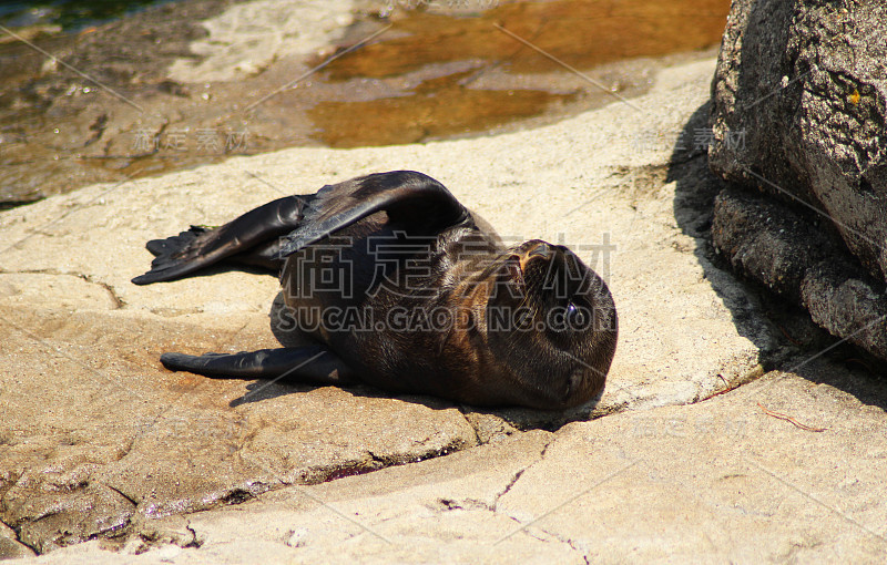 加州海狮(Zalophus californianus)