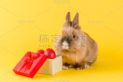 复活节兔子