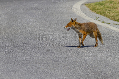 红狐狸