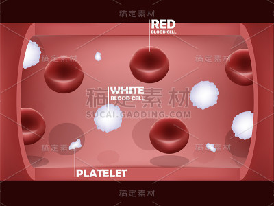血液系统的图形设计，血管内部有红细胞，白细胞和血小板